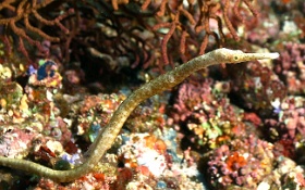 Komodo 2016 - Short tailed pipefish - Syngnate long - Trachyrhamphus bicoarctatus - IMG_6760_rc